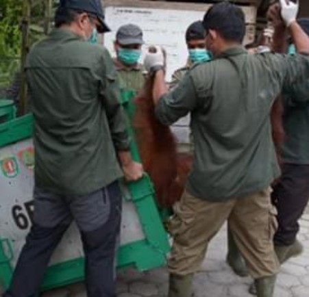 BOS Nyaru Menteng Lepasliarkan 4 Orangutan ke TN-BBBR. BOS Nyaru Menteng Lepasliarkan 4 Orangutan ke TN-BBBR.